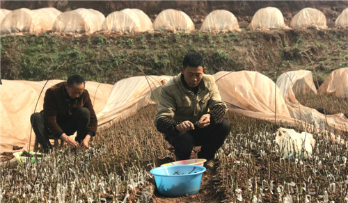 村民在藤椒基地勞作.jpg 村民在藤椒基地勞作.jpg