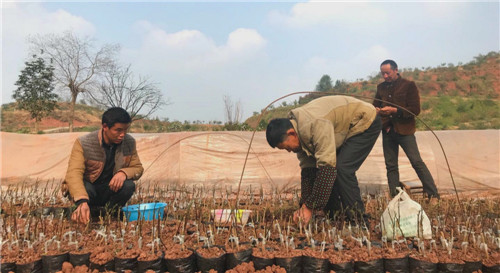 鄒政全知道村民嫁接藤椒.jpg 鄒政全知道村民嫁接藤椒.jpg