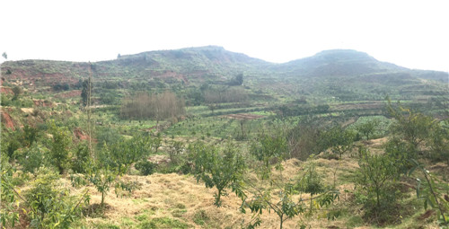 種滿藤椒樹的山頭.jpg 種滿藤椒樹的山頭.jpg