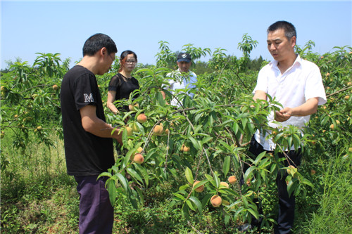 蔡志全(右)講解優(yōu)質(zhì)桃成熟期管理技術(shù).jpg 蔡志全(右)講解優(yōu)質(zhì)桃成熟期管理技術(shù).jpg