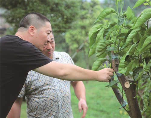 高強（左）和村干部一起查看老果樹嫁接后的生長情況。.jpg