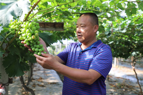 李永偉正在葡萄園里查看葡萄長勢.jpg 李永偉正在葡萄園里查看葡萄長勢.jpg