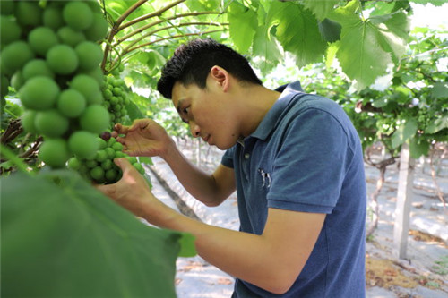 張雄正在對葡萄進行精細化管理.jpg 張雄正在對葡萄進行精細化管理.jpg