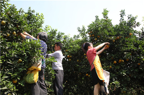 村民正在采摘夏橙.jpg 村民正在采摘夏橙.jpg