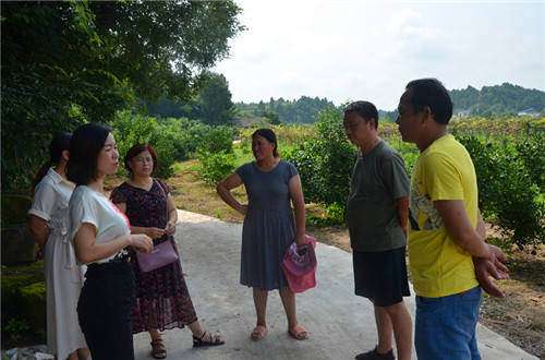 實(shí)地查看藕塘水果種植基地.jpg 實(shí)地查看藕塘水果種植基地.jpg
