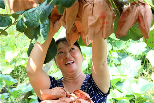 劉菊花正在采摘獼猴桃.jpg 劉菊花正在采摘獼猴桃.jpg