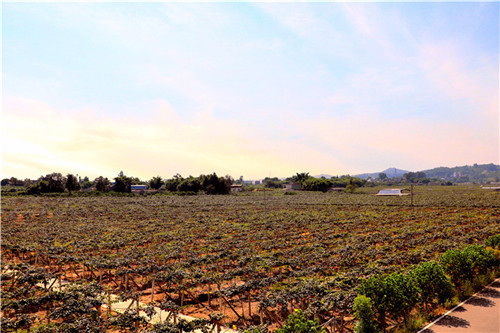 獼猴桃產(chǎn)業(yè).jpg 獼猴桃產(chǎn)業(yè).jpg