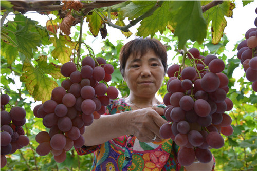 果農(nóng)采摘葡萄.jpg 果農(nóng)采摘葡萄.jpg