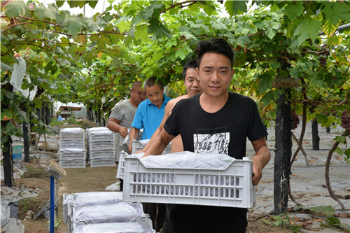 果農(nóng)正在搬運葡萄.jpg 果農(nóng)正在搬運葡萄.jpg