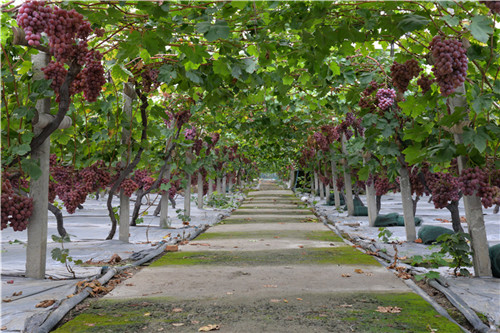 葡萄架下.jpg 葡萄架下.jpg