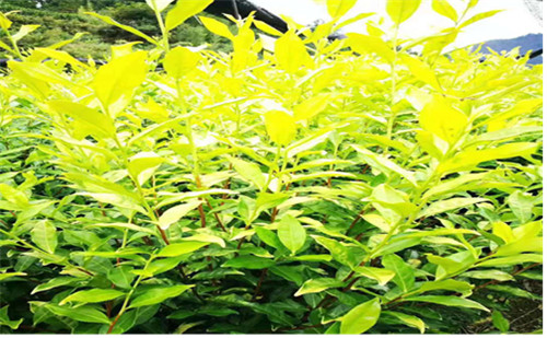 圖片3.jpg 圖片3.jpg