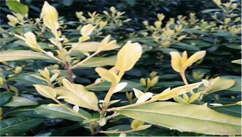 圖片4.jpg 圖片4.jpg