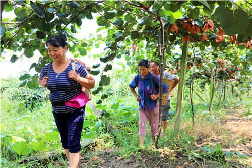 獼猴桃采摘。馬詩雨 攝.jpg