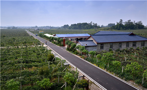 悅園村獼猴桃園。溫選鵬 攝.jpg