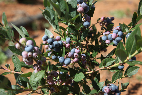 藍(lán)莓_副本.jpg 藍(lán)莓_副本.jpg