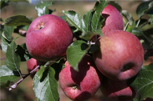 鄉(xiāng)城蘋果_副本.jpg 鄉(xiāng)城蘋果_副本.jpg