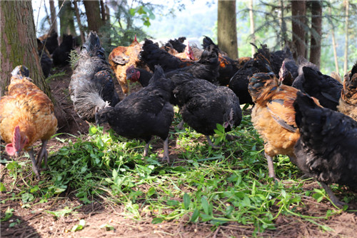 林下稻草雞.jpg 林下稻草雞.jpg