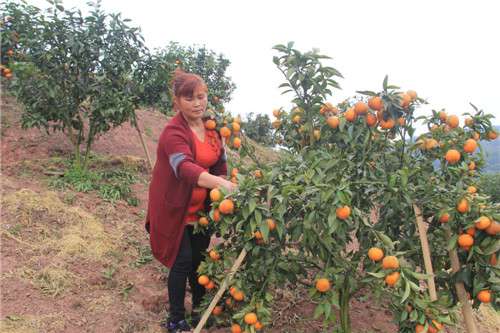 柑桔園.jpg 柑桔園.jpg