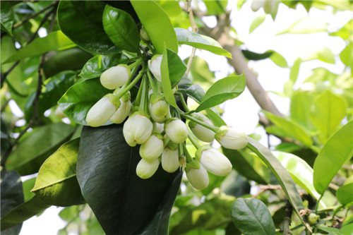 又到柚花盛開(kāi)時(shí)，林間紅娘授粉忙 楊尚威攝 (6).jpg