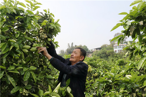 又到柚花盛開(kāi)時(shí)，林間紅娘授粉忙 楊尚威攝 (7).jpg