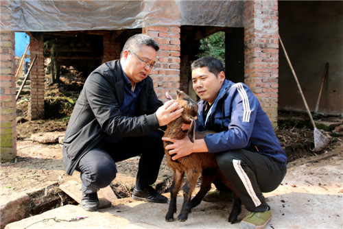瀘州市納溪區(qū)農(nóng)業(yè)農(nóng)村局畜牧專家胡南到納溪區(qū)龍車鎮(zhèn)大堰村脫貧戶楊學(xué)澄家里，查看黑山羊長勢 王超明攝.jpg