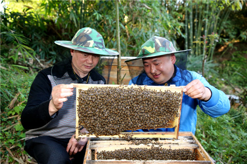 納溪區(qū)白節(jié)鎮(zhèn)農(nóng)業(yè)服務(wù)工作站副站長張建華向袁國兵傳授蜜蜂養(yǎng)殖技術(shù)  任小冷攝 (1).jpg