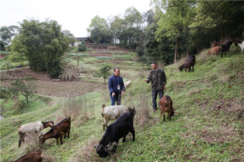 納溪區(qū)合面鎮(zhèn)農(nóng)業(yè)服務(wù)工作站站長袁玉明給脫貧戶徐有強傳授山羊養(yǎng)殖技術(shù) 王超明攝 1 (1).jpg