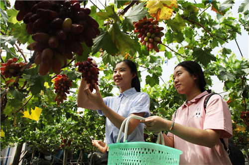 游客在葡萄基地體驗(yàn)采摘.jpg