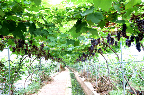 一串串葡萄掛滿枝頭.jpg