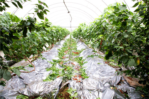 葡萄種植基地內(nèi)，鋪滿的雙色反光膜。.jpg