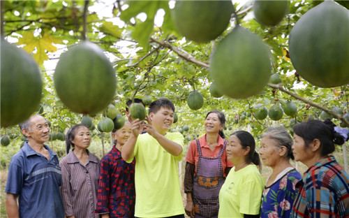 圖為羅超在中藥材種植基地為村民講解種植技術(shù)(張啟富攝).jpg 圖為羅超在中藥材種植基地為村民講解種植技術(shù)(張啟富攝).jpg