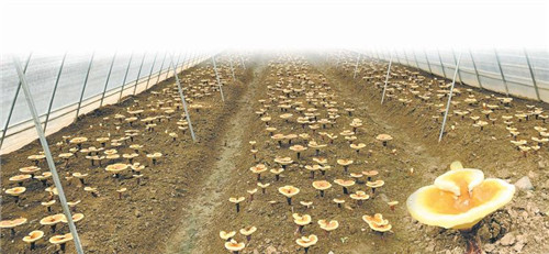 5011821376072518_副本.jpg 5011821376072518_副本.jpg