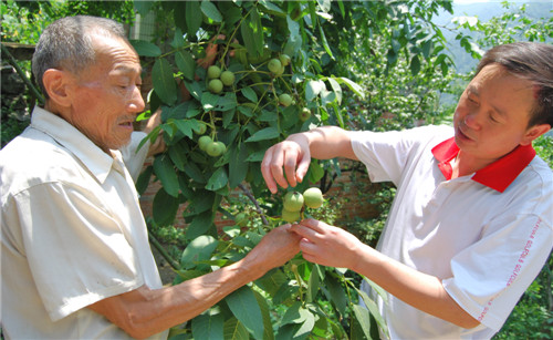 圖為技術(shù)人員（右）給農(nóng)民講授核桃采收后的管理技術(shù).jpg